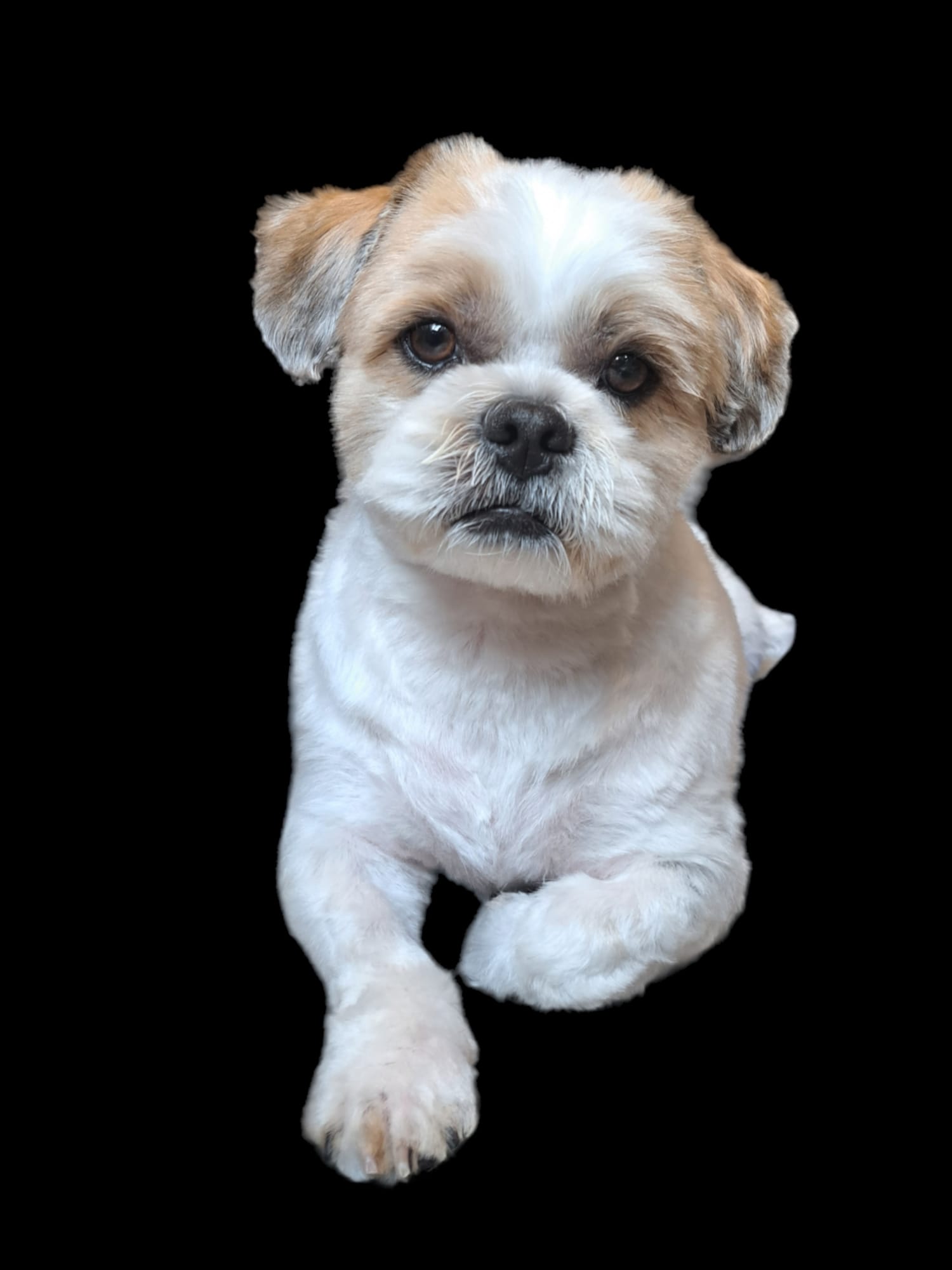 Een getrimde witte hond met lichtbruine oren, op een zwarte achtergrond