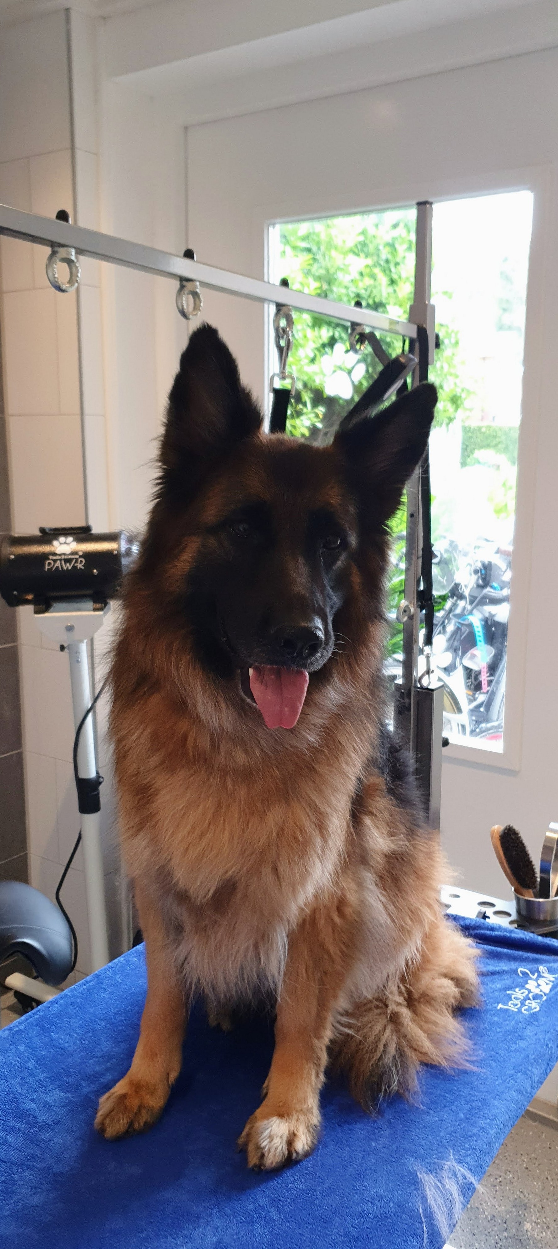 Een Duitse herder op de blauwe trimtafel in de salon