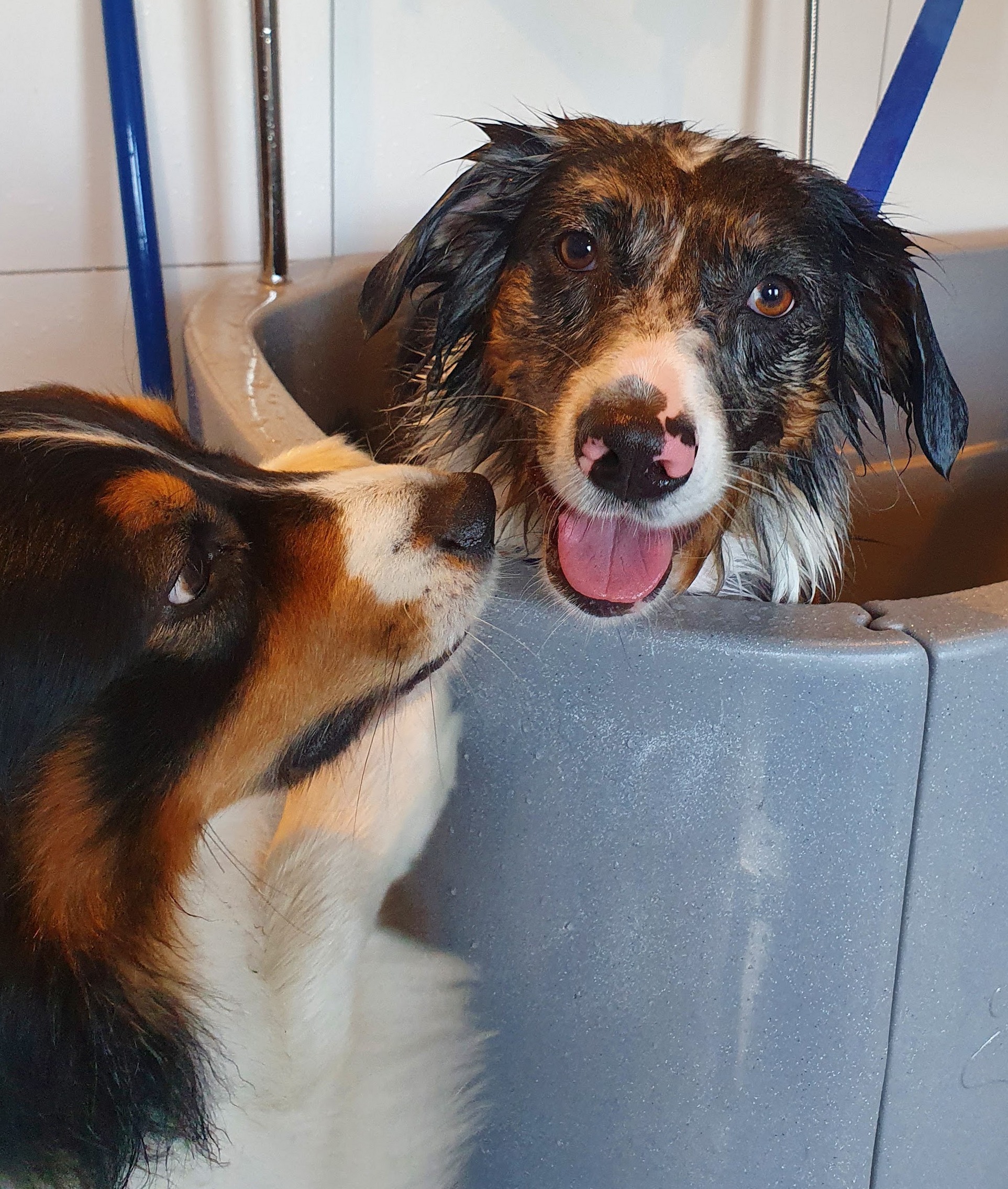 Twee honden bij het bad in de salon: de een is net nat gemaakt, de ander geeft hem een snuffel
