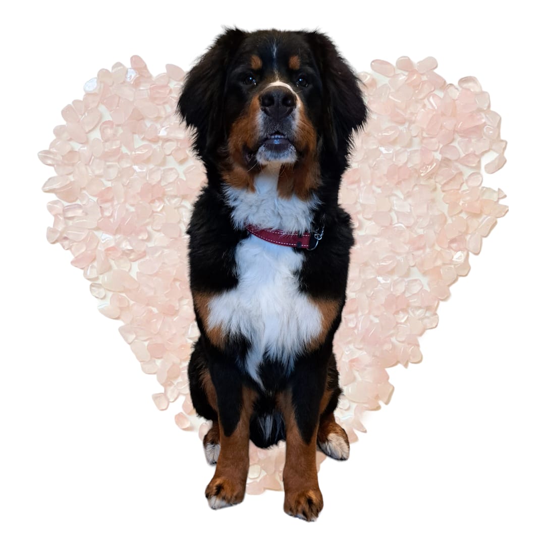 Een driekleurige hond die rechtop zit voor een roze hart
