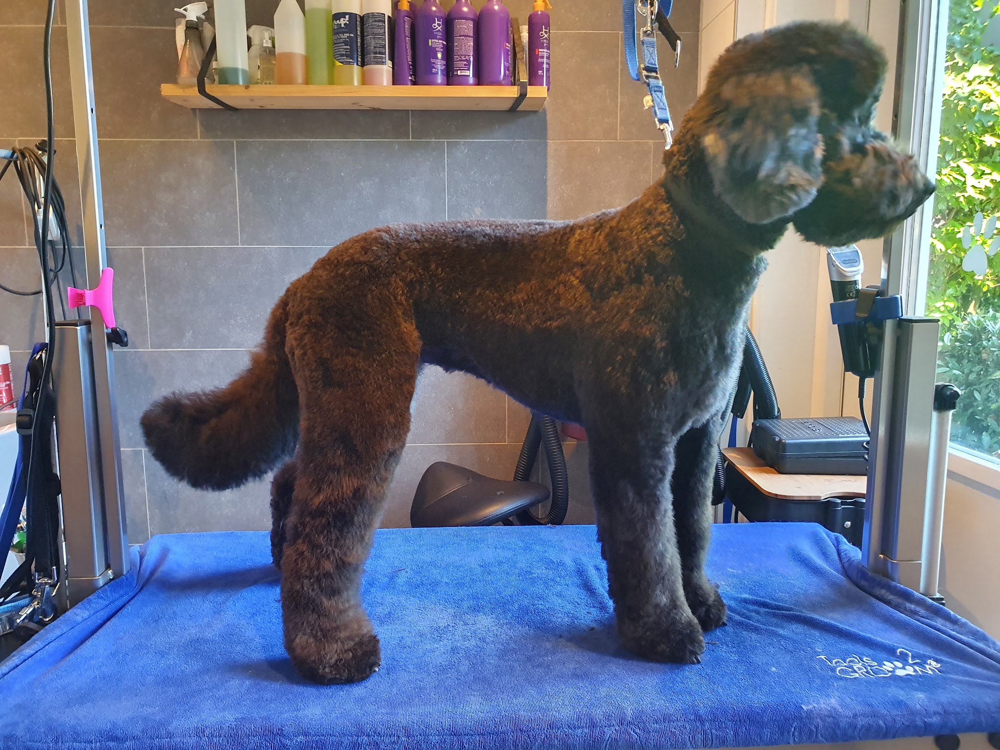 Een pas getrimde hond op de blauwe trimtafel in de salon, met de shampoos op de plank erachter
