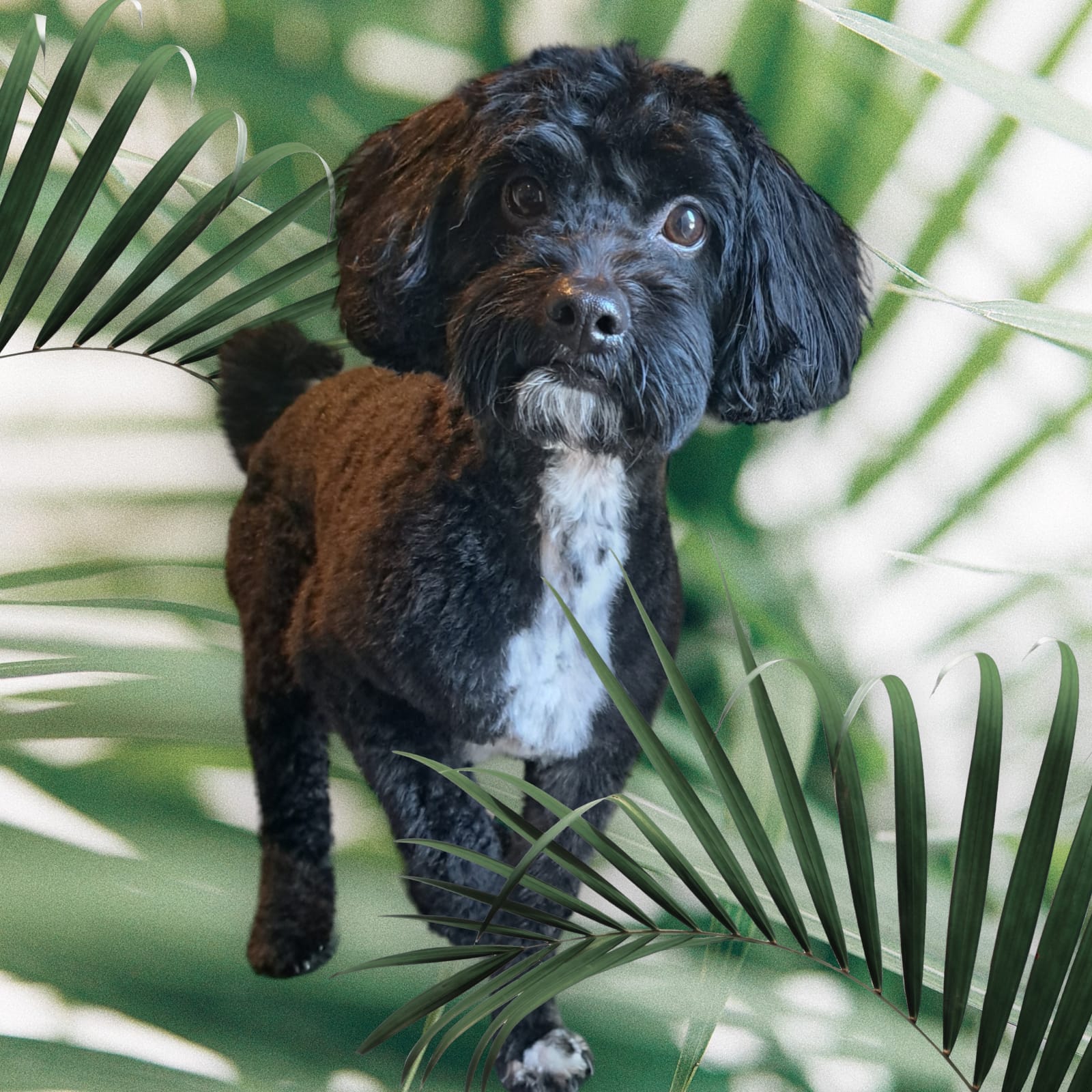 Een getrimde zwarte hond met een witte bef tussen palmbladeren