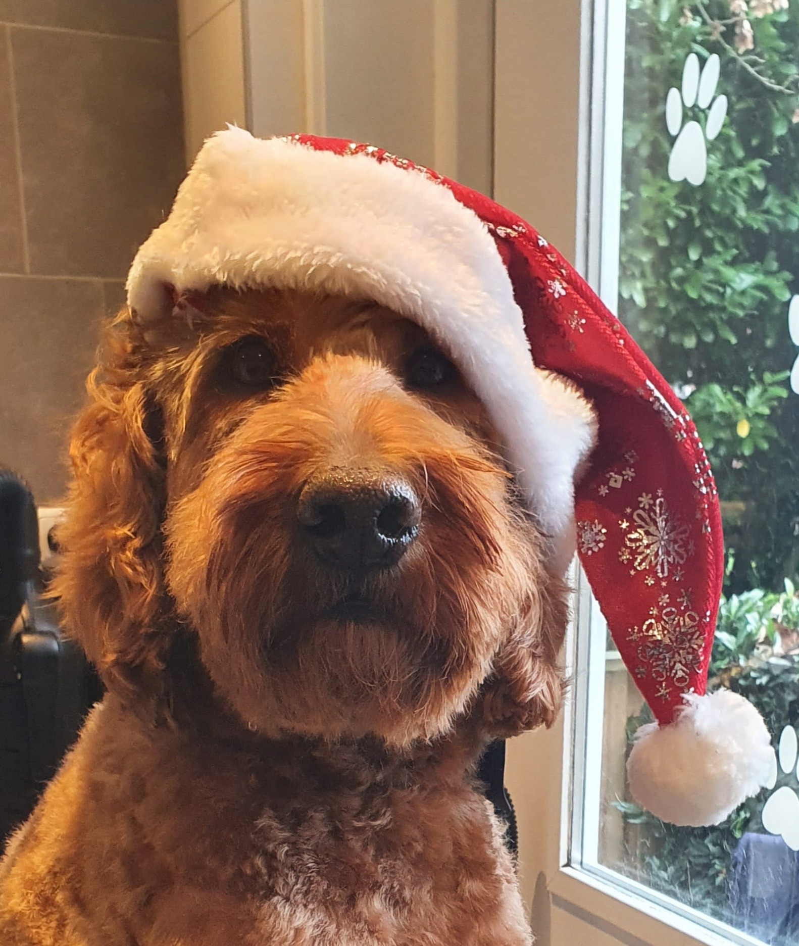 Een rossige hond met een kerstmuts op, bij het raam van de salon