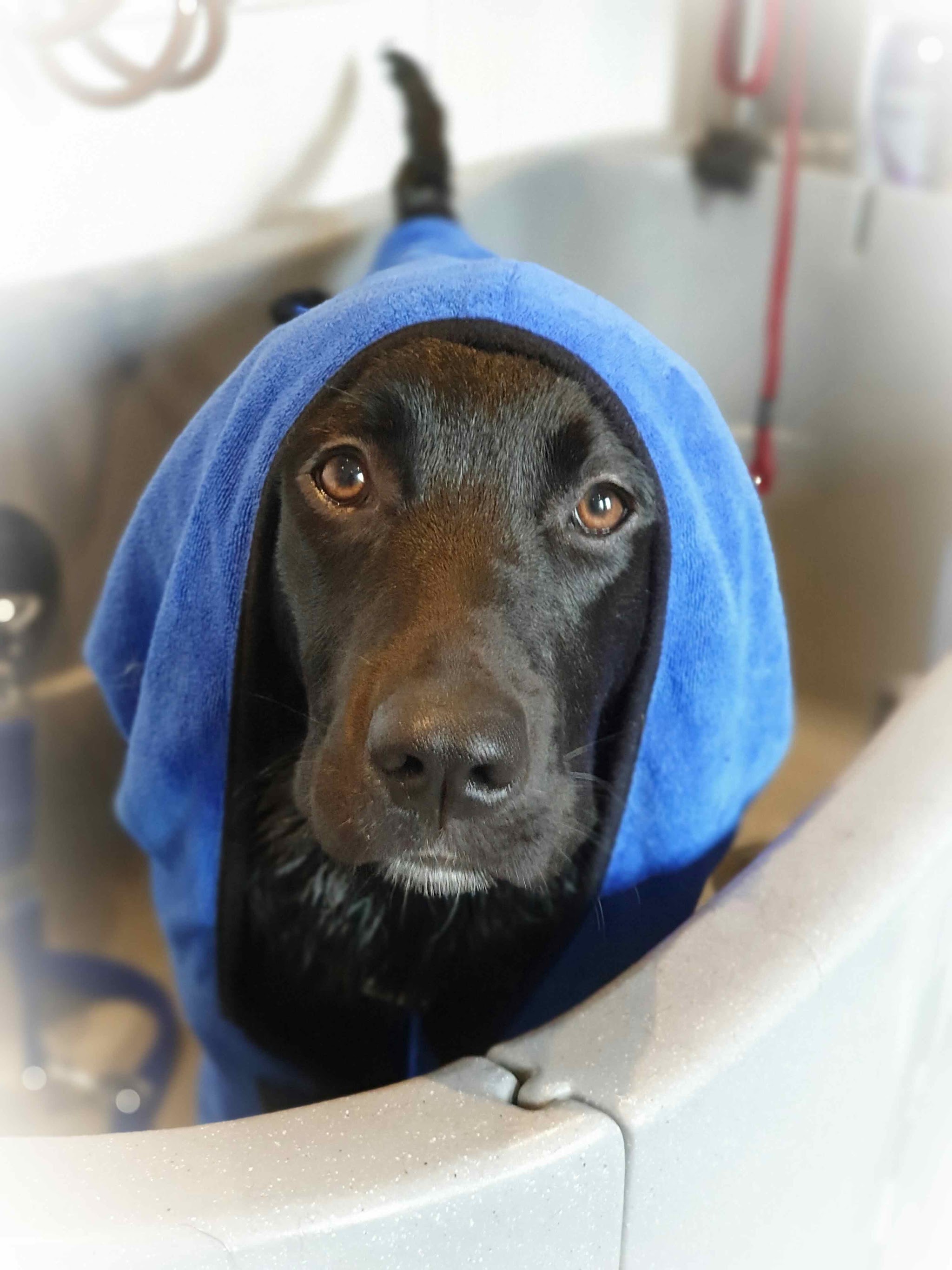 Een zwarte hond, ingepakt in een blauwe handdoek, in het bad van de salon